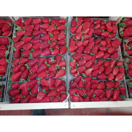 FRAGOLE CANDONGA PESO FRESCHE